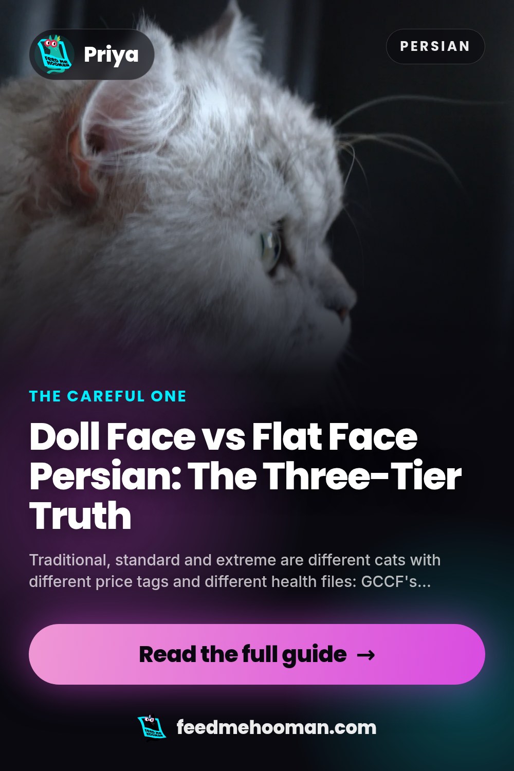 Doll Face vs Flat Face Persian: The Three-Tier Truth