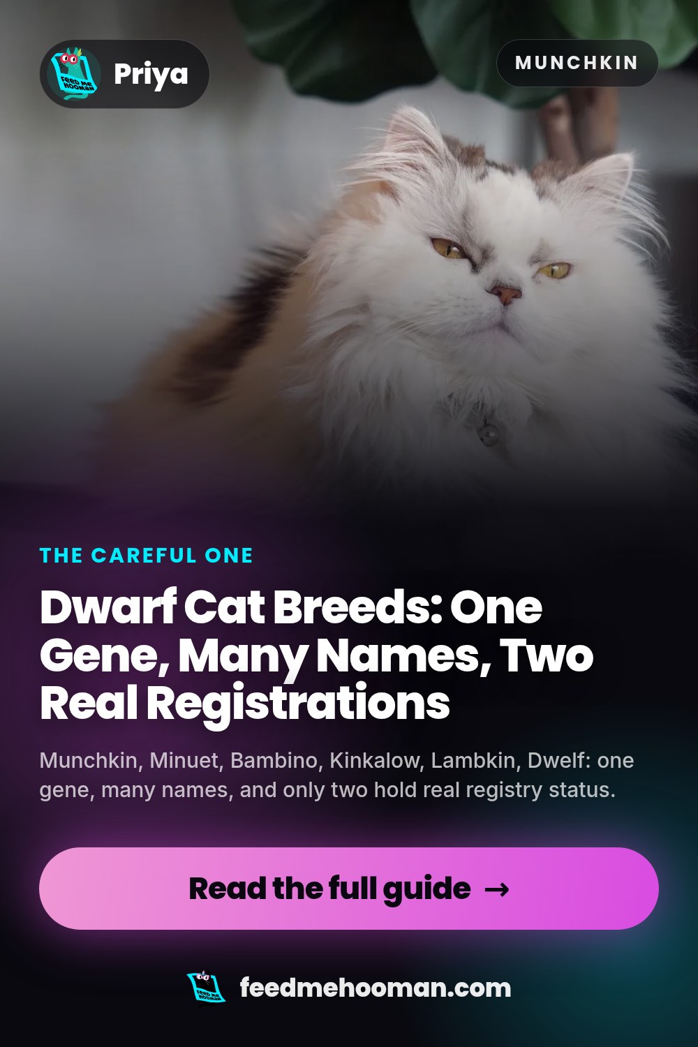 Dwarf Cat Breeds: One Gene, Many Names, Two Real Registrations