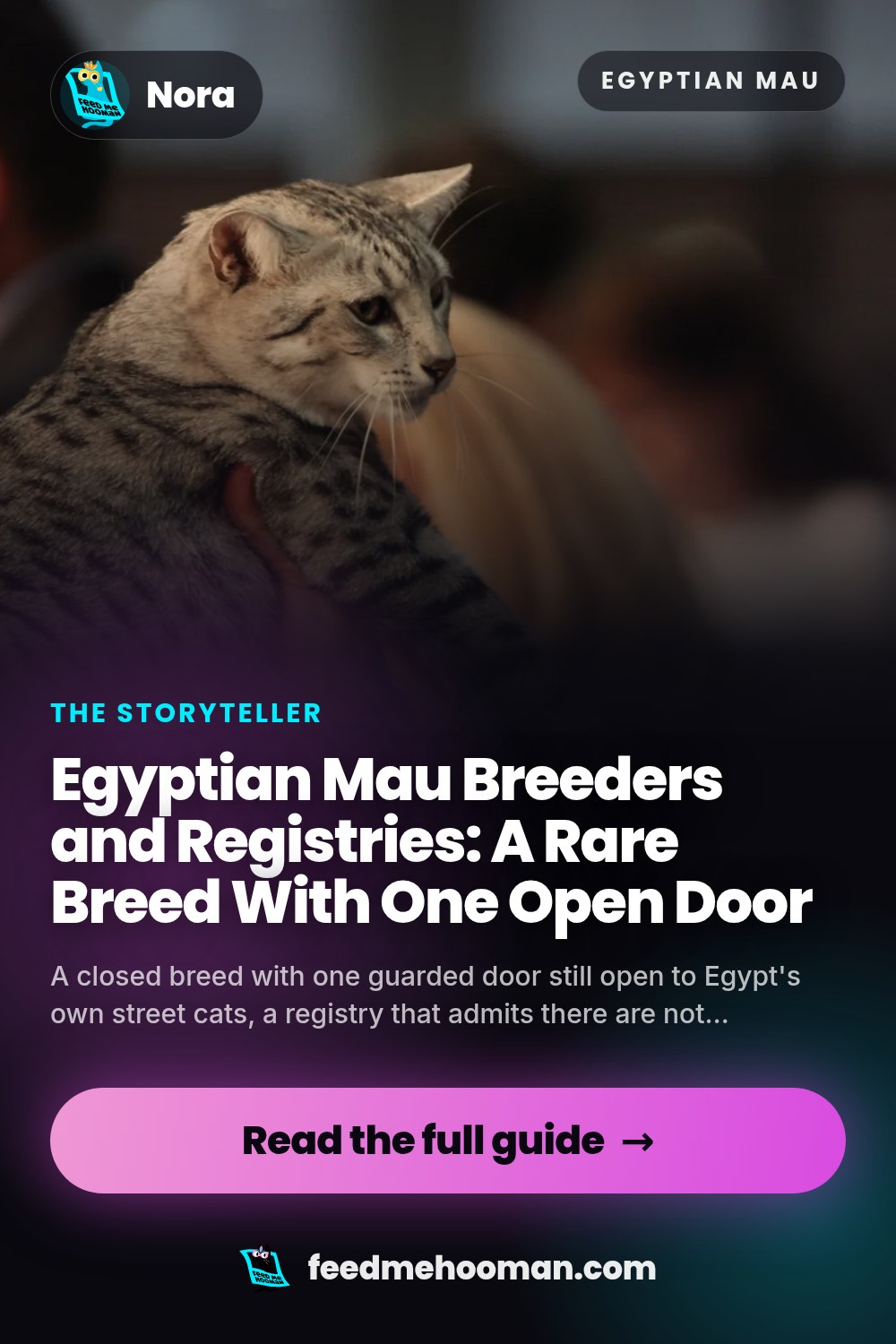 Egyptian Mau Breeders and Registries: A Rare Breed With One Open Door