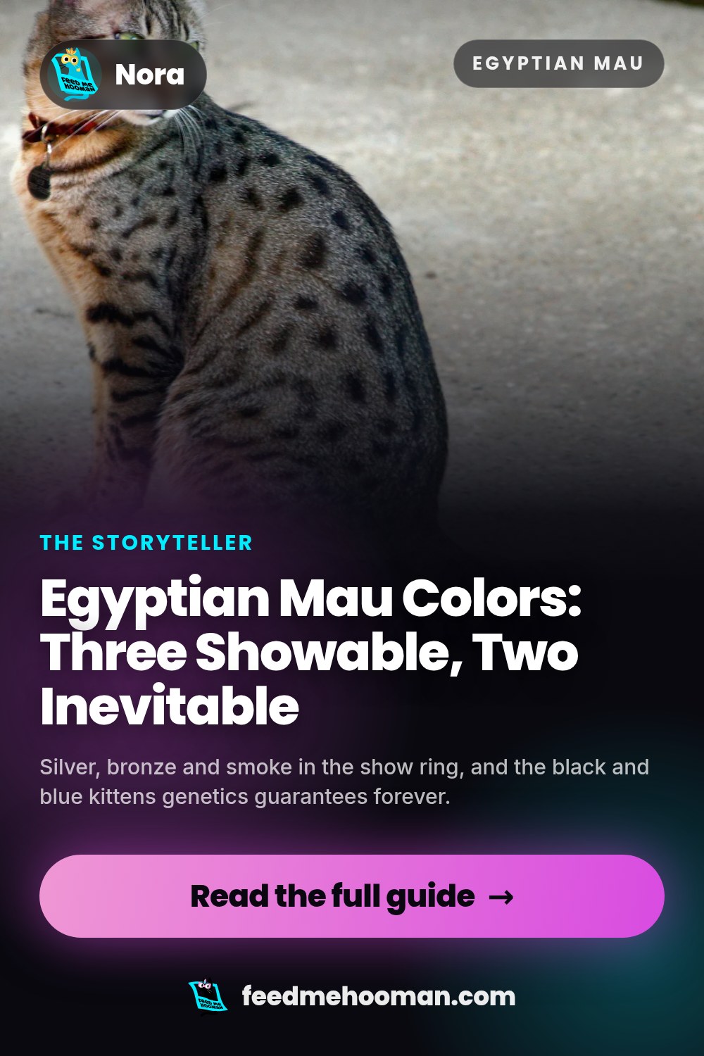 Egyptian Mau Colors: Three Showable, Two Inevitable