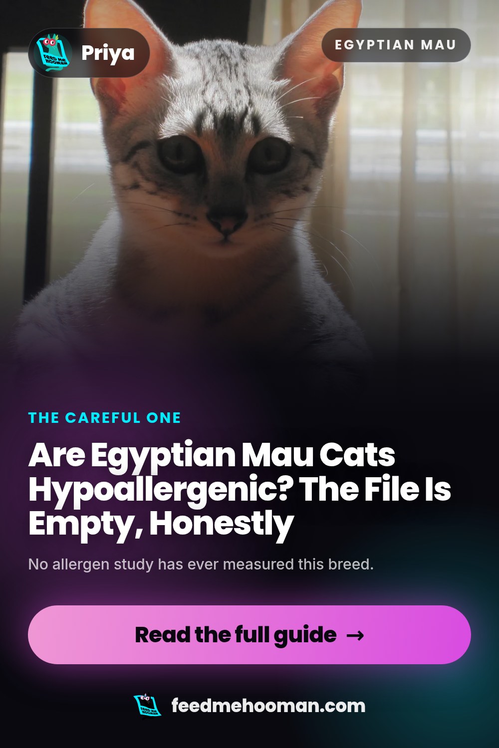 Are Egyptian Mau Cats Hypoallergenic? The File Is Empty, Honestly