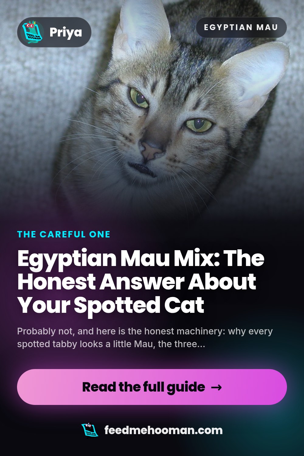 Egyptian Mau Mix: The Honest Answer About Your Spotted Cat