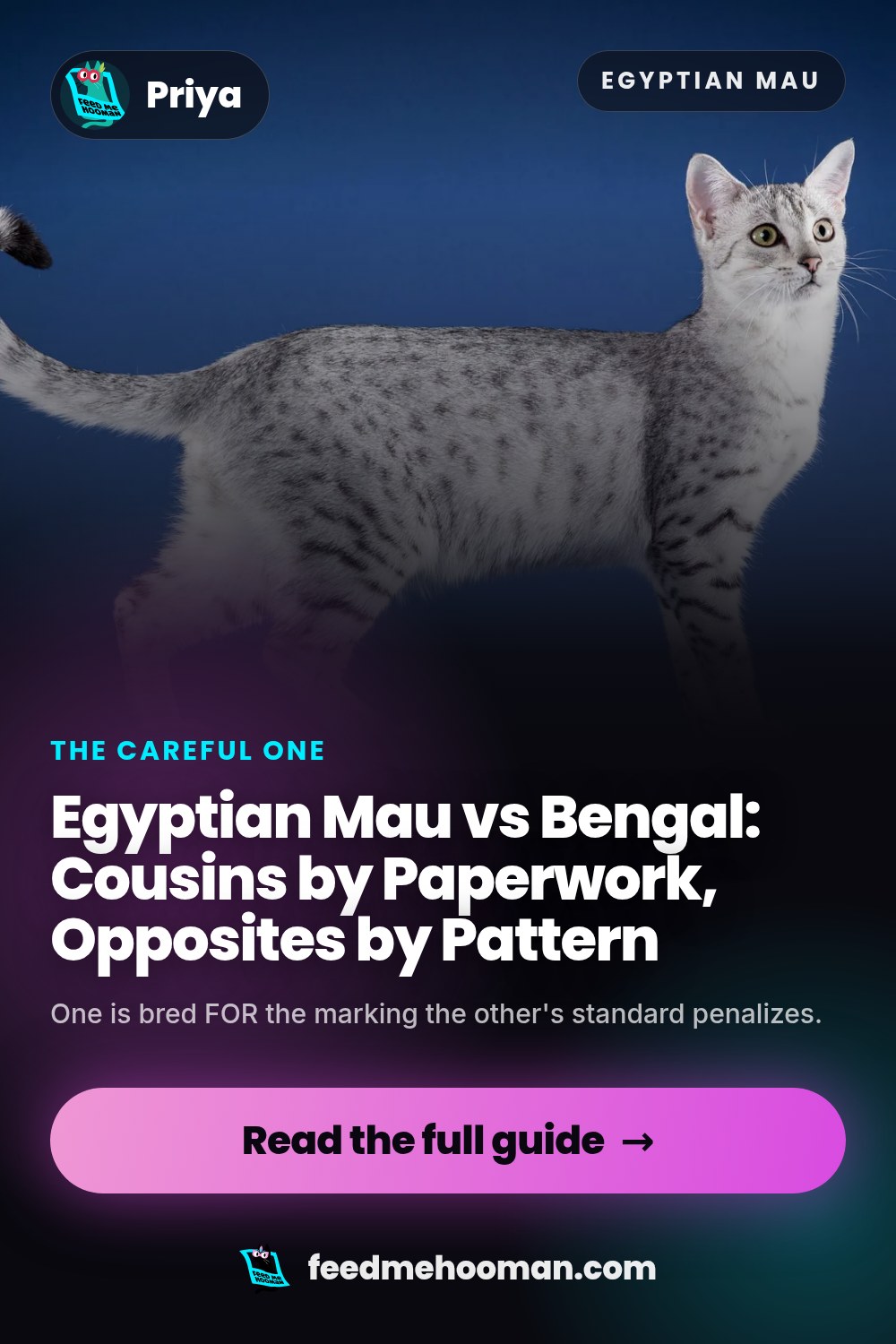 Egyptian Mau vs Bengal: Cousins by Paperwork, Opposites by Pattern