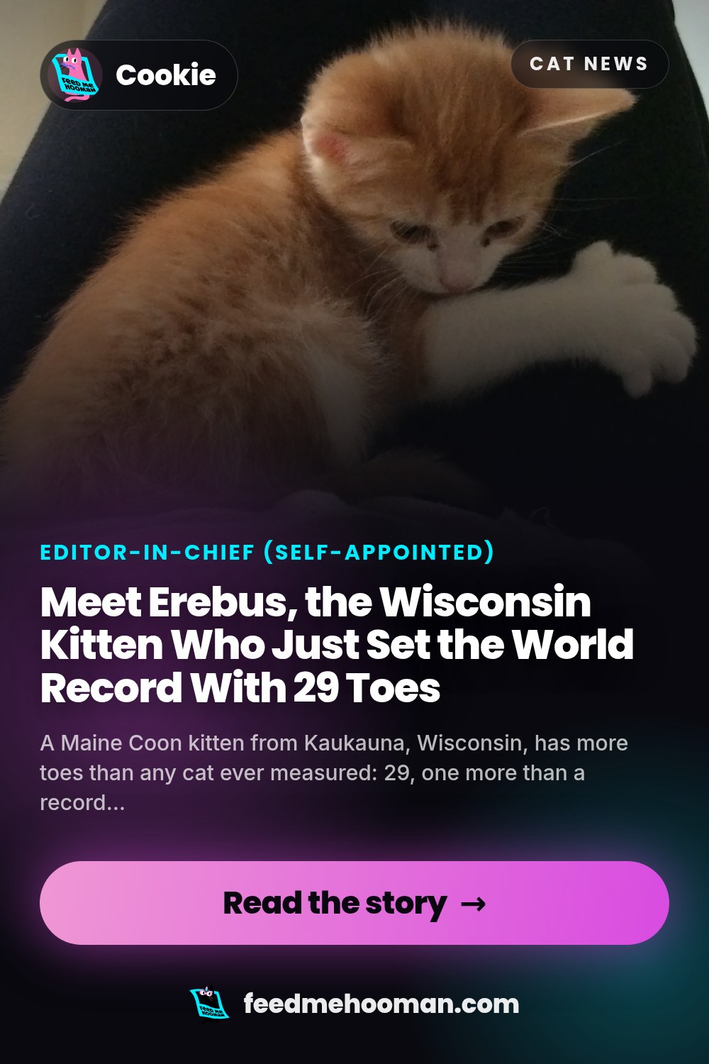Meet Erebus, the Wisconsin Kitten Who Just Set the World Record With 29 Toes