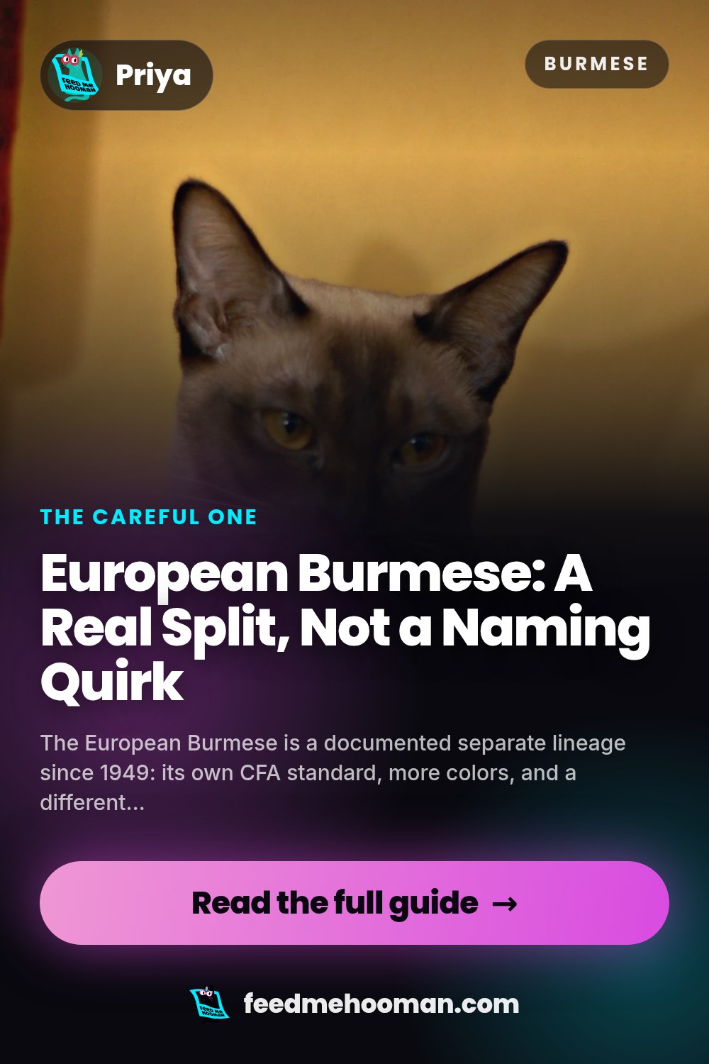 European Burmese: A Real Split, Not a Naming Quirk