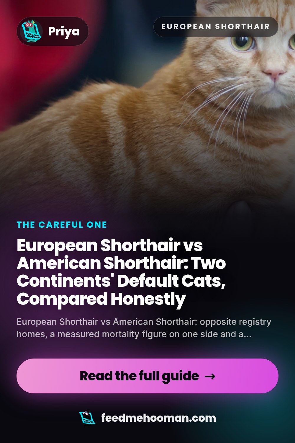 European Shorthair vs American Shorthair: Two Continents' Default Cats, Compared Honestly