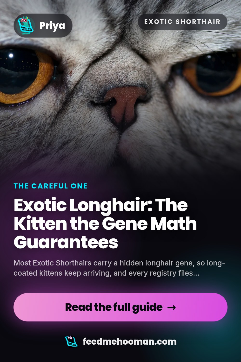 Exotic Longhair: The Kitten the Gene Math Guarantees