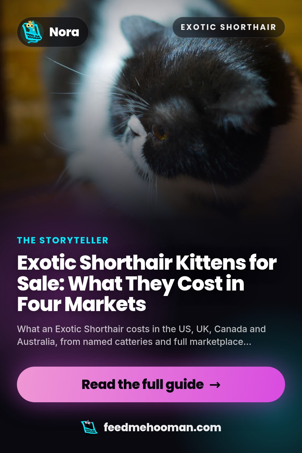 Exotic Shorthair Kittens for Sale: What They Cost in Four Markets