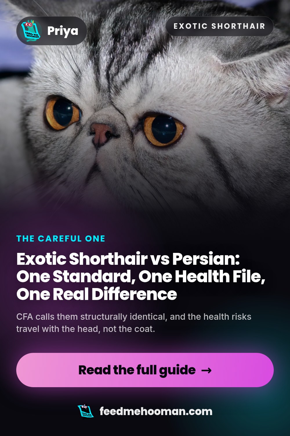 Exotic Shorthair vs Persian: One Standard, One Health File, One Real Difference