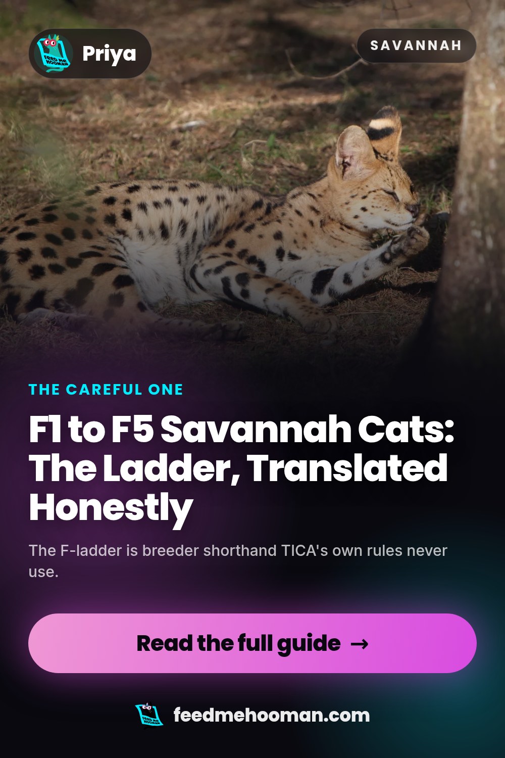 F1 to F5 Savannah Cats: The Ladder, Translated Honestly