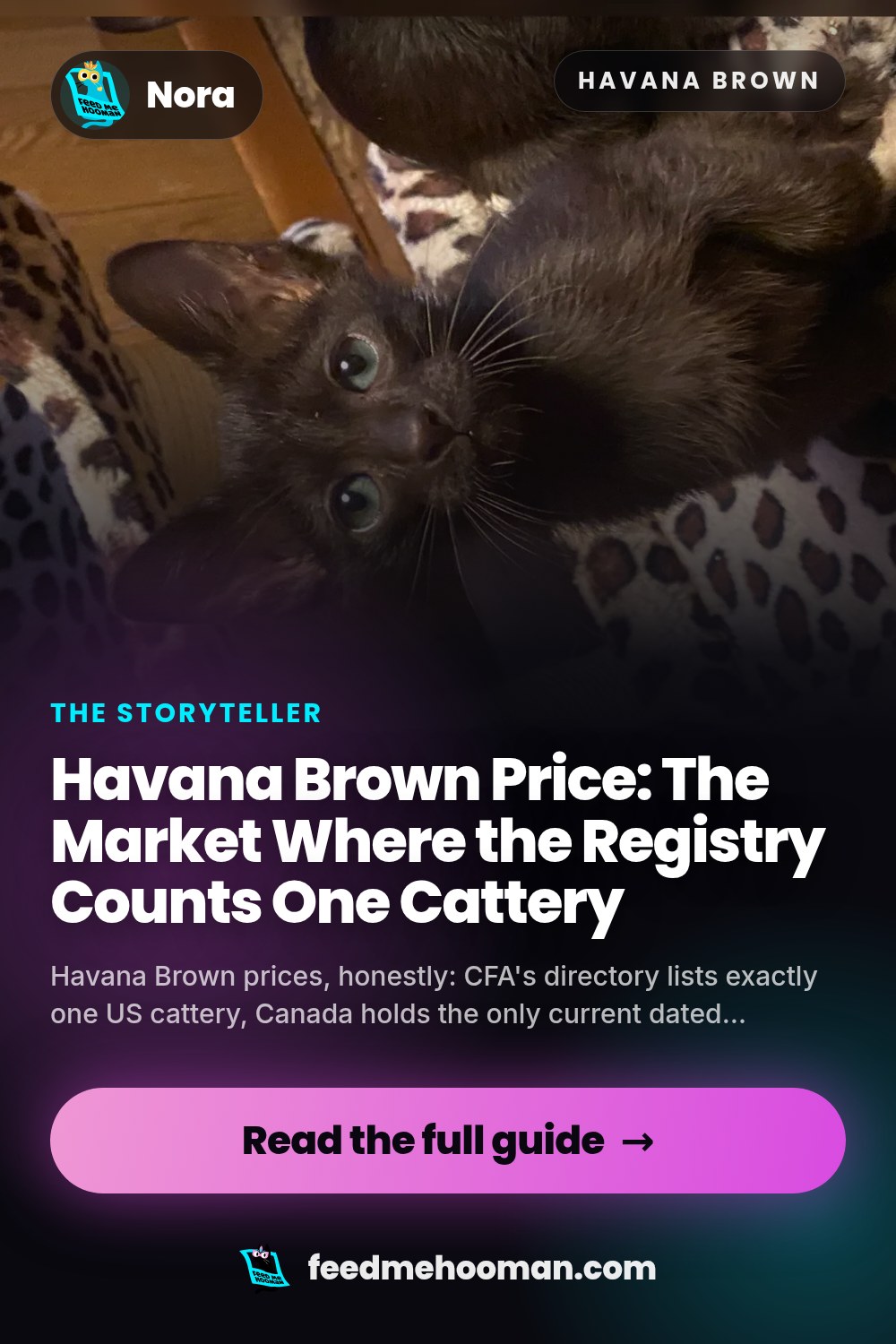Havana Brown Price: The Market Where the Registry Counts One Cattery