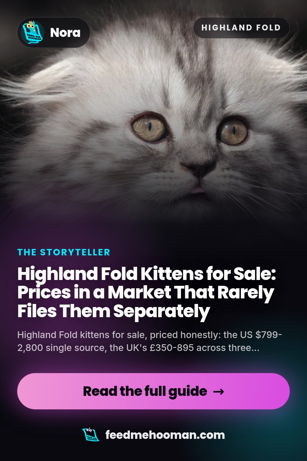 Highland Fold Kittens for Sale: Prices in a Market That Rarely Files Them Separately