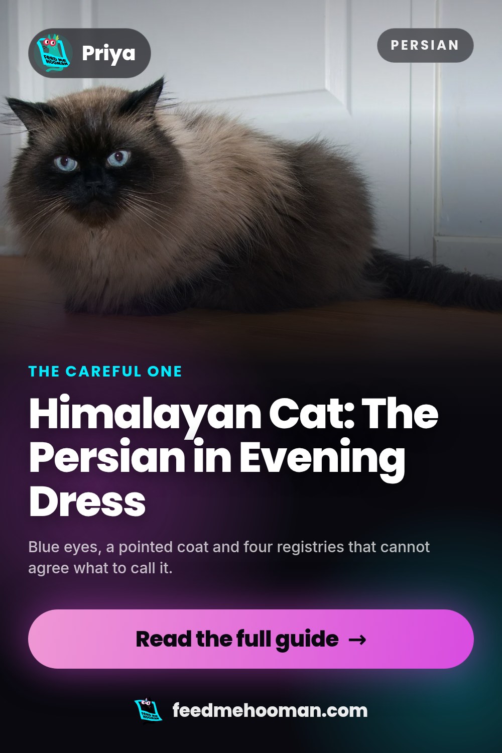 Himalayan Cat: The Persian in Evening Dress