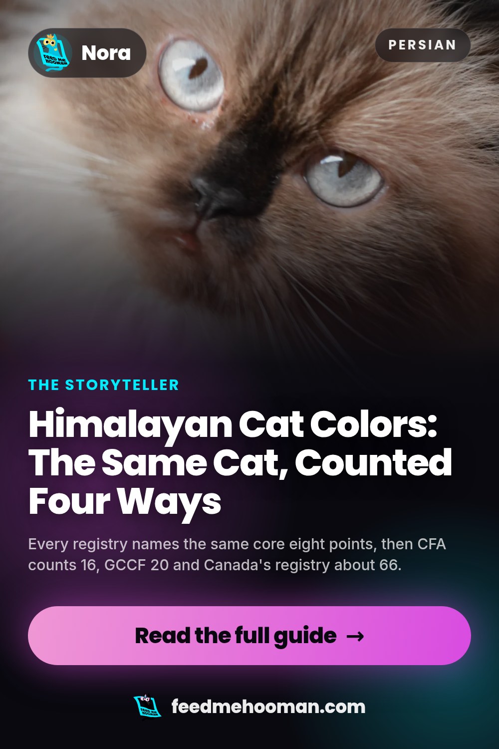 Himalayan Cat Colors: The Same Cat, Counted Four Ways