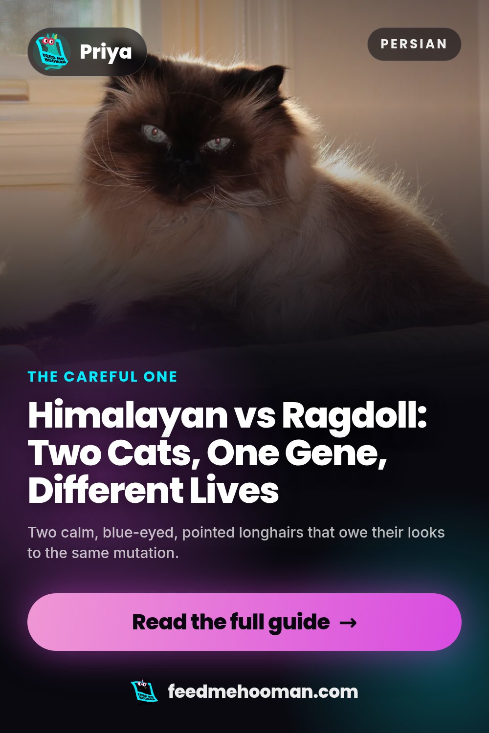 Himalayan vs Ragdoll: Two Cats, One Gene, Different Lives