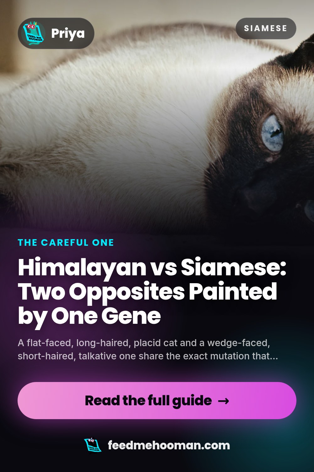 Himalayan vs Siamese: Two Opposites Painted by One Gene