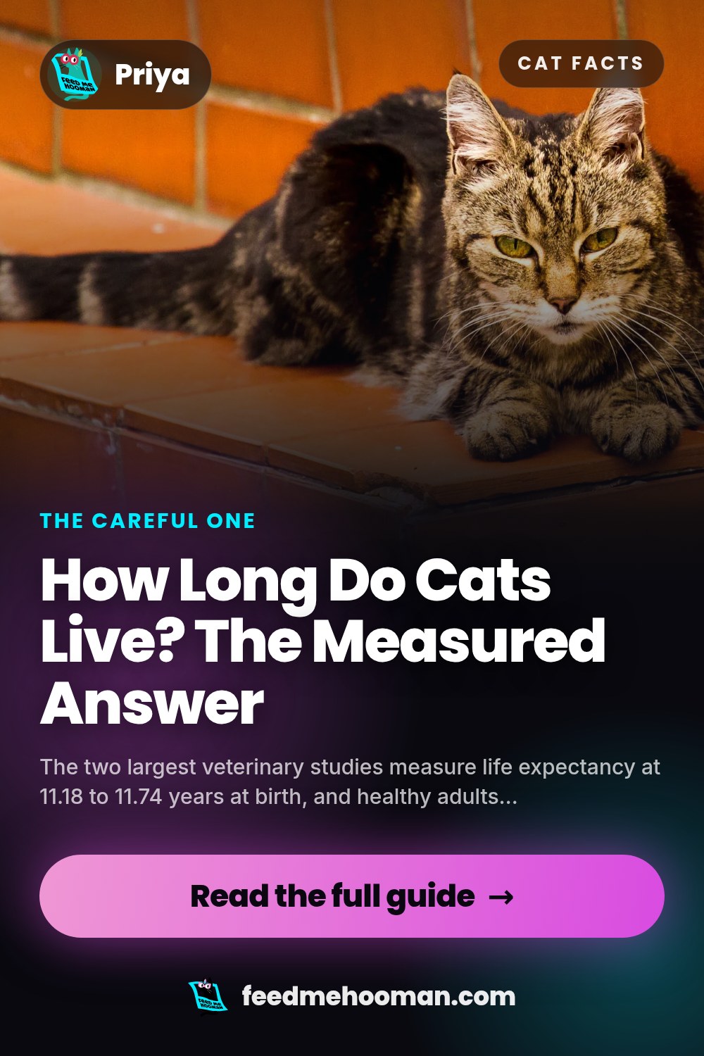 How Long Do Cats Live? The Measured Answer