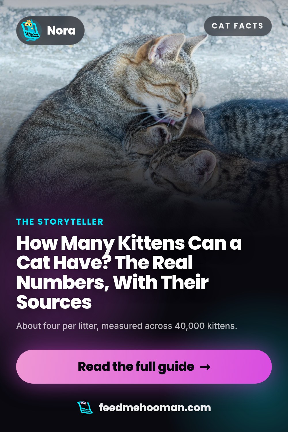 How Many Kittens Can a Cat Have? The Real Numbers, With Their Sources