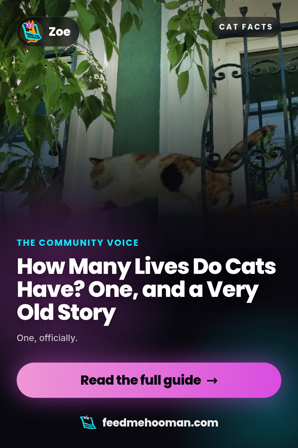 How Many Lives Do Cats Have? One, and a Very Old Story