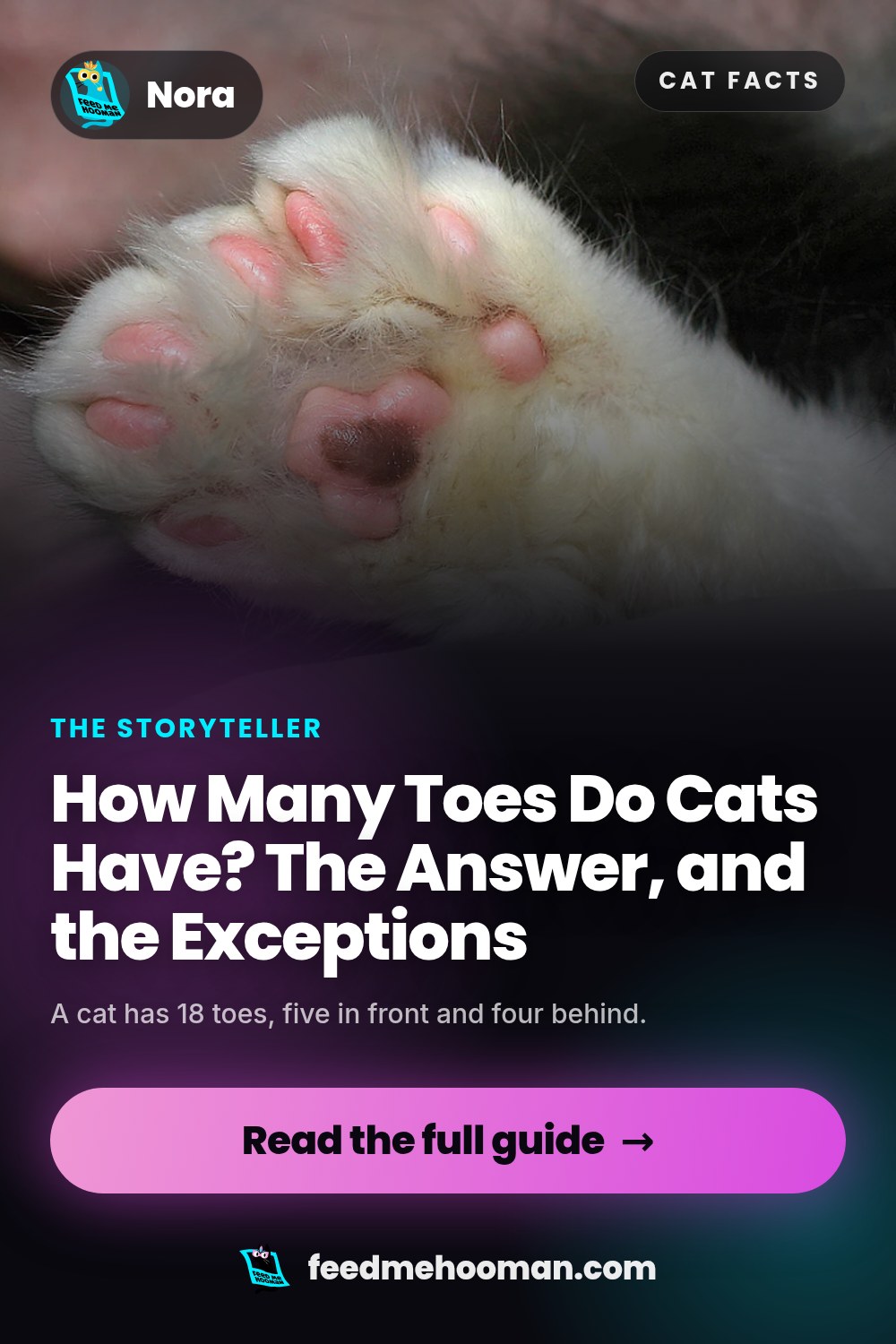 How Many Toes Do Cats Have? The Answer, and the Exceptions