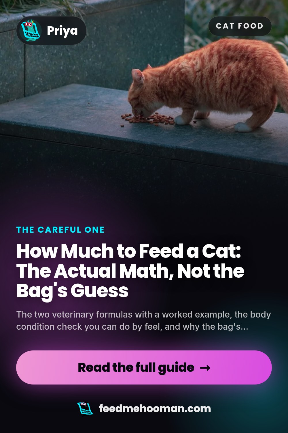 How Much to Feed a Cat: The Actual Math, Not the Bag's Guess