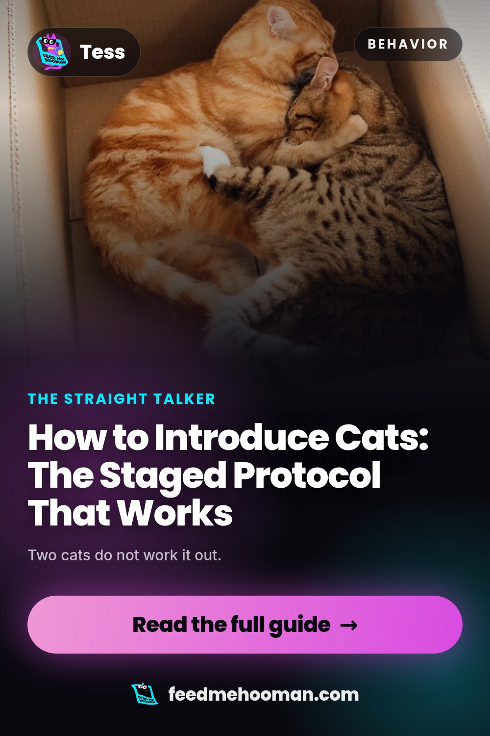 How to Introduce Cats: The Staged Protocol That Works
