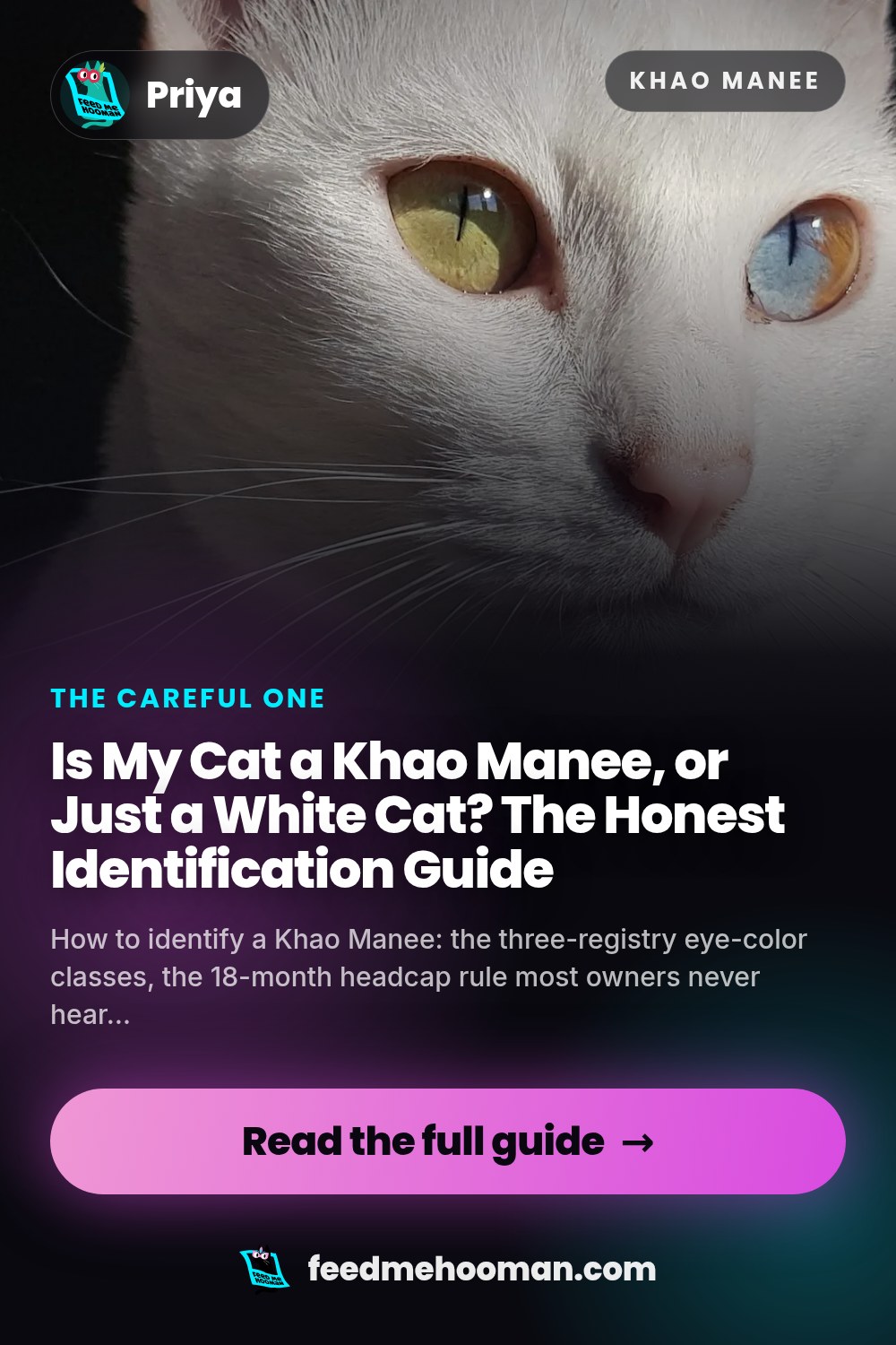 Is My Cat a Khao Manee, or Just a White Cat? The Honest Identification Guide