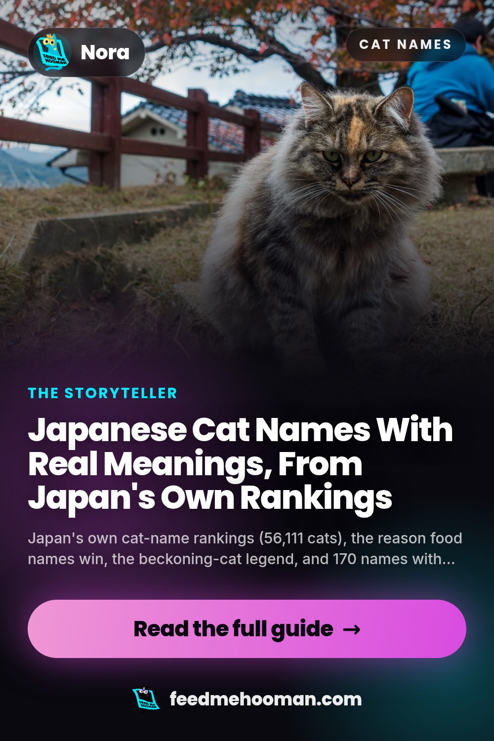 Japanese Cat Names With Real Meanings, From Japan's Own Rankings