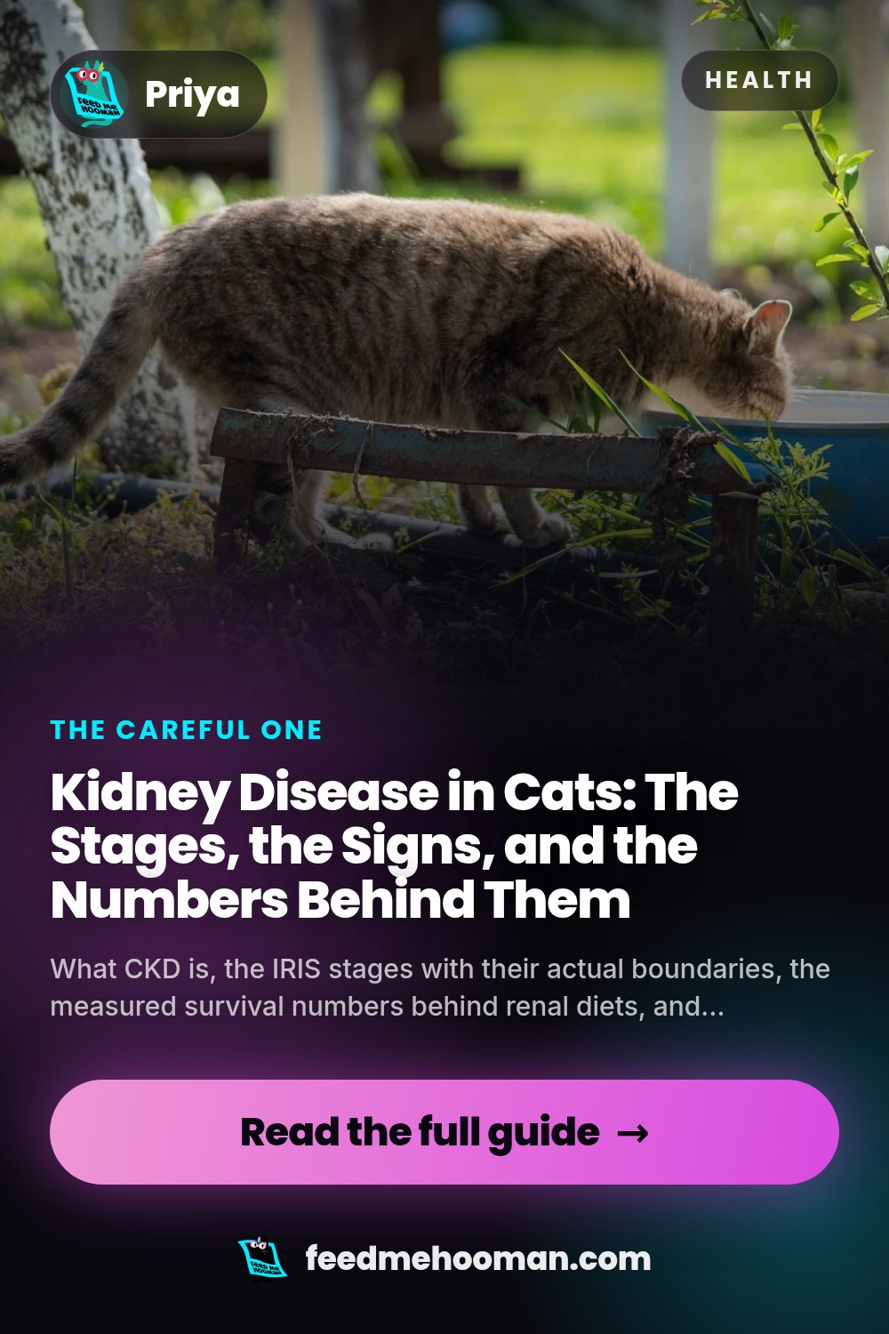 Kidney Disease in Cats: The Stages, the Signs, and the Numbers Behind Them