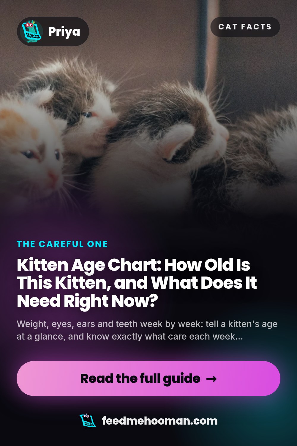 Kitten Age Chart: How Old Is This Kitten, and What Does It Need Right Now?