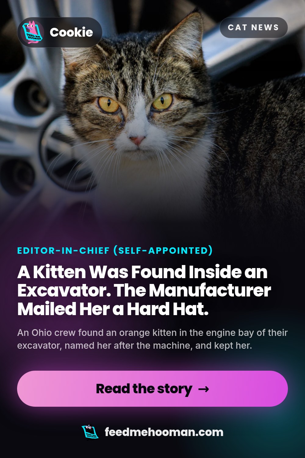 A Kitten Was Found Inside an Excavator. The Manufacturer Mailed Her a Hard Hat.