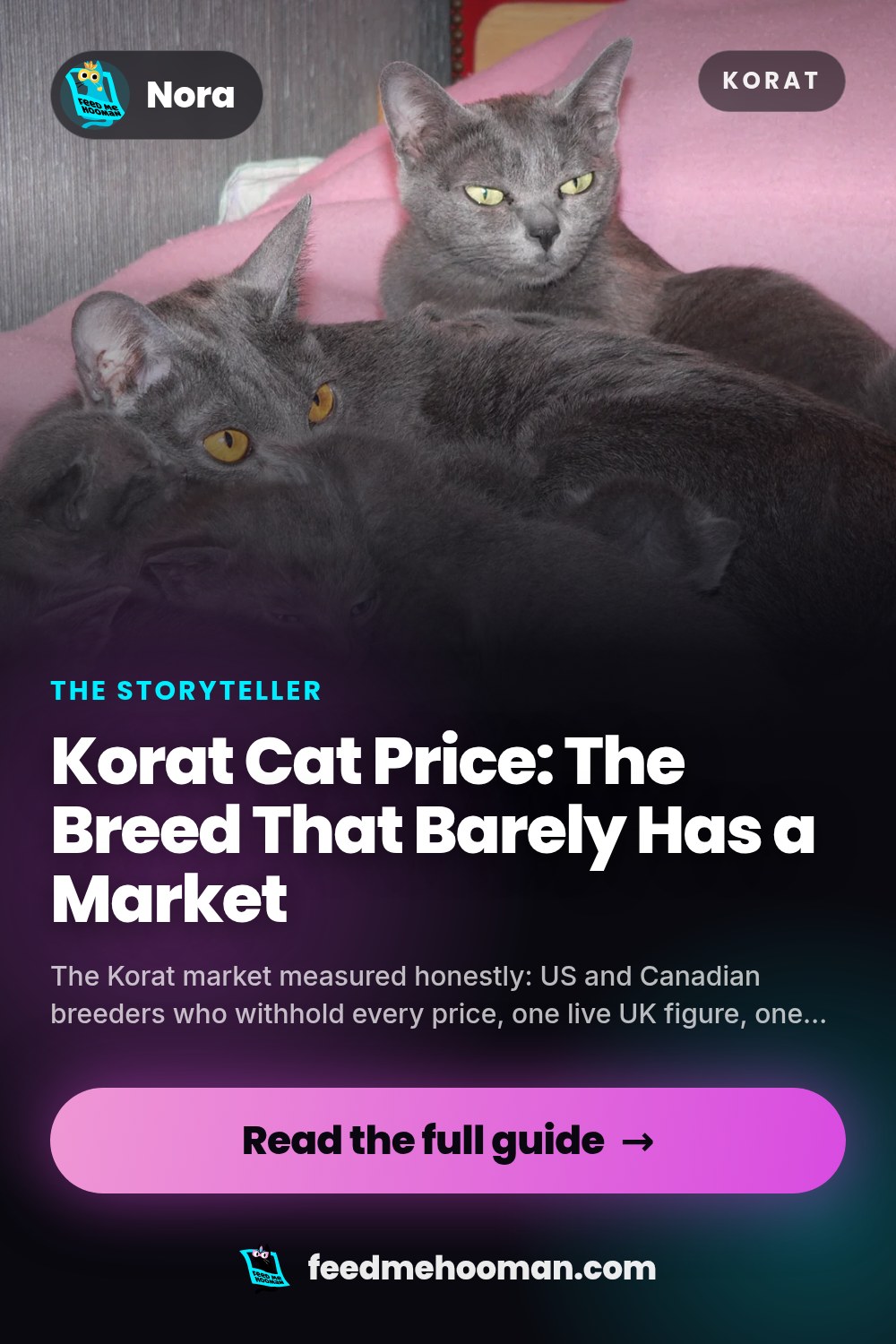 Korat Cat Price: The Breed That Barely Has a Market