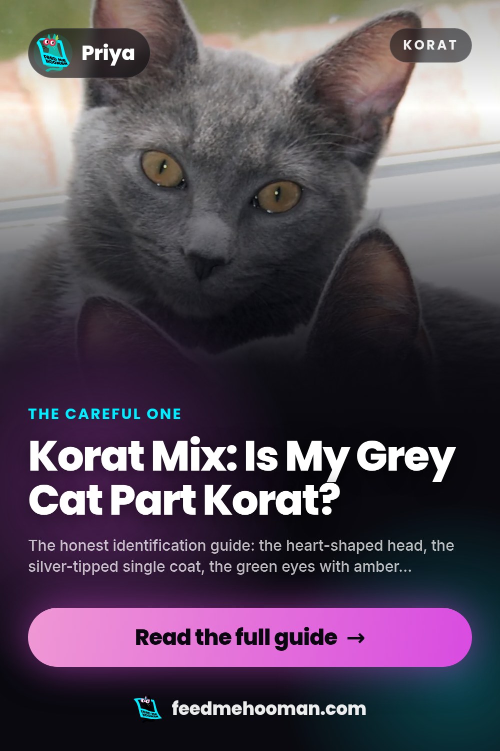Korat Mix: Is My Grey Cat Part Korat?
