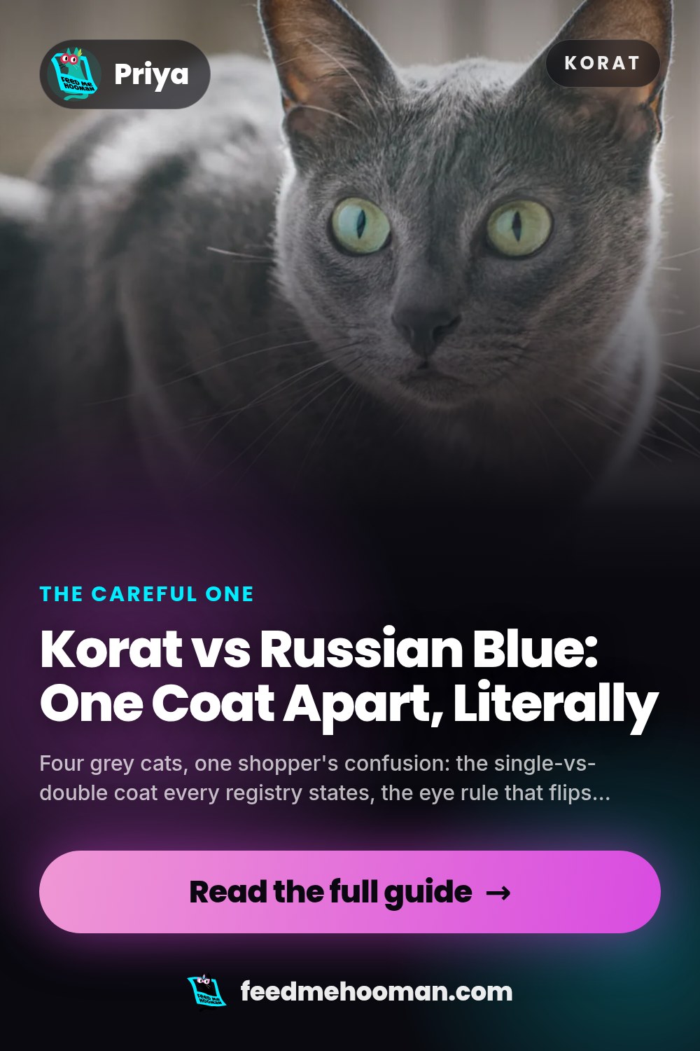 Korat vs Russian Blue: One Coat Apart, Literally
