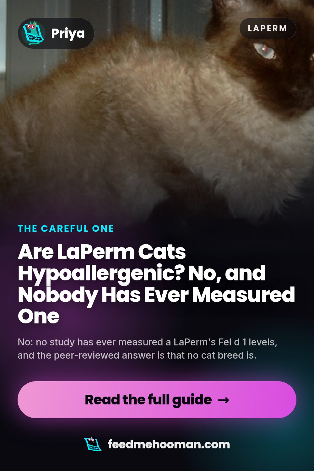 Are LaPerm Cats Hypoallergenic? No, and Nobody Has Ever Measured One