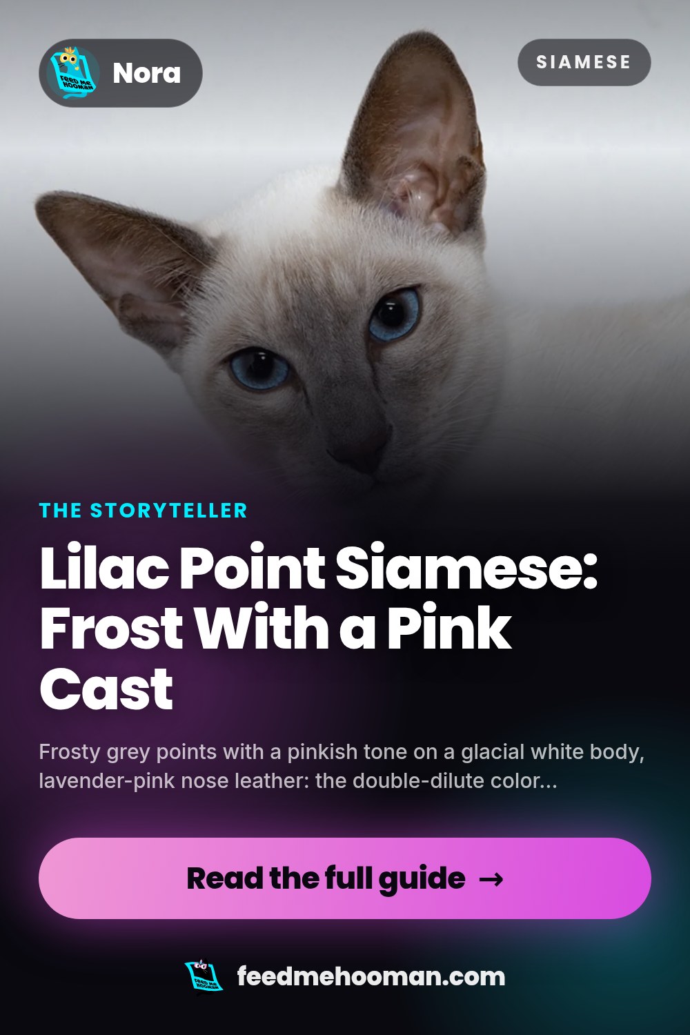 Lilac Point Siamese: Frost With a Pink Cast