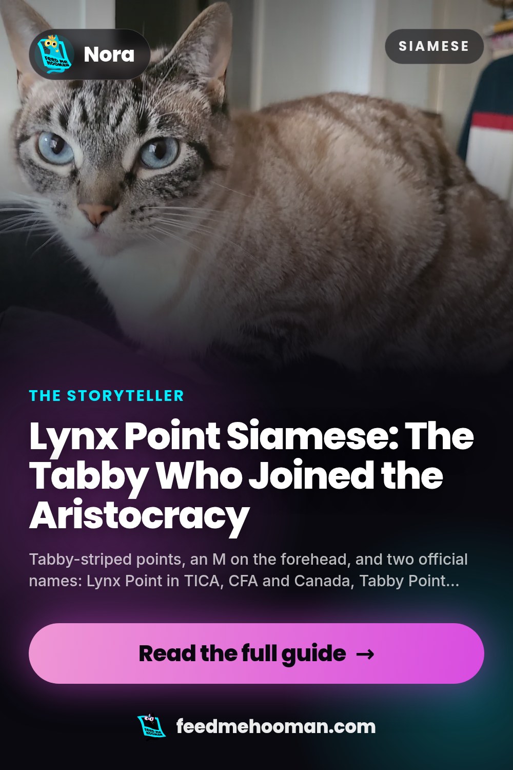 Lynx Point Siamese: The Tabby Who Joined the Aristocracy