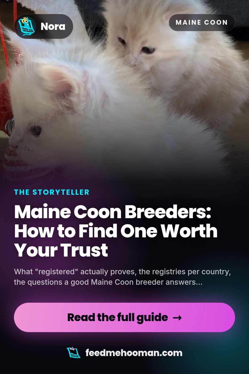 Maine Coon Breeders: How to Find One Worth Your Trust