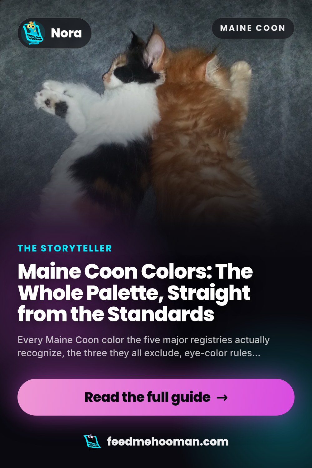 Maine Coon Colors: The Whole Palette, Straight from the Standards