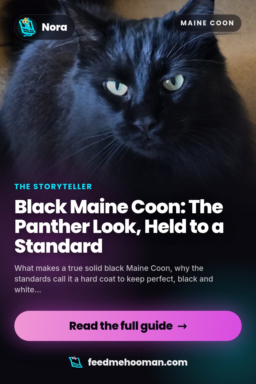 Black Maine Coon: The Panther Look, Held to a Standard