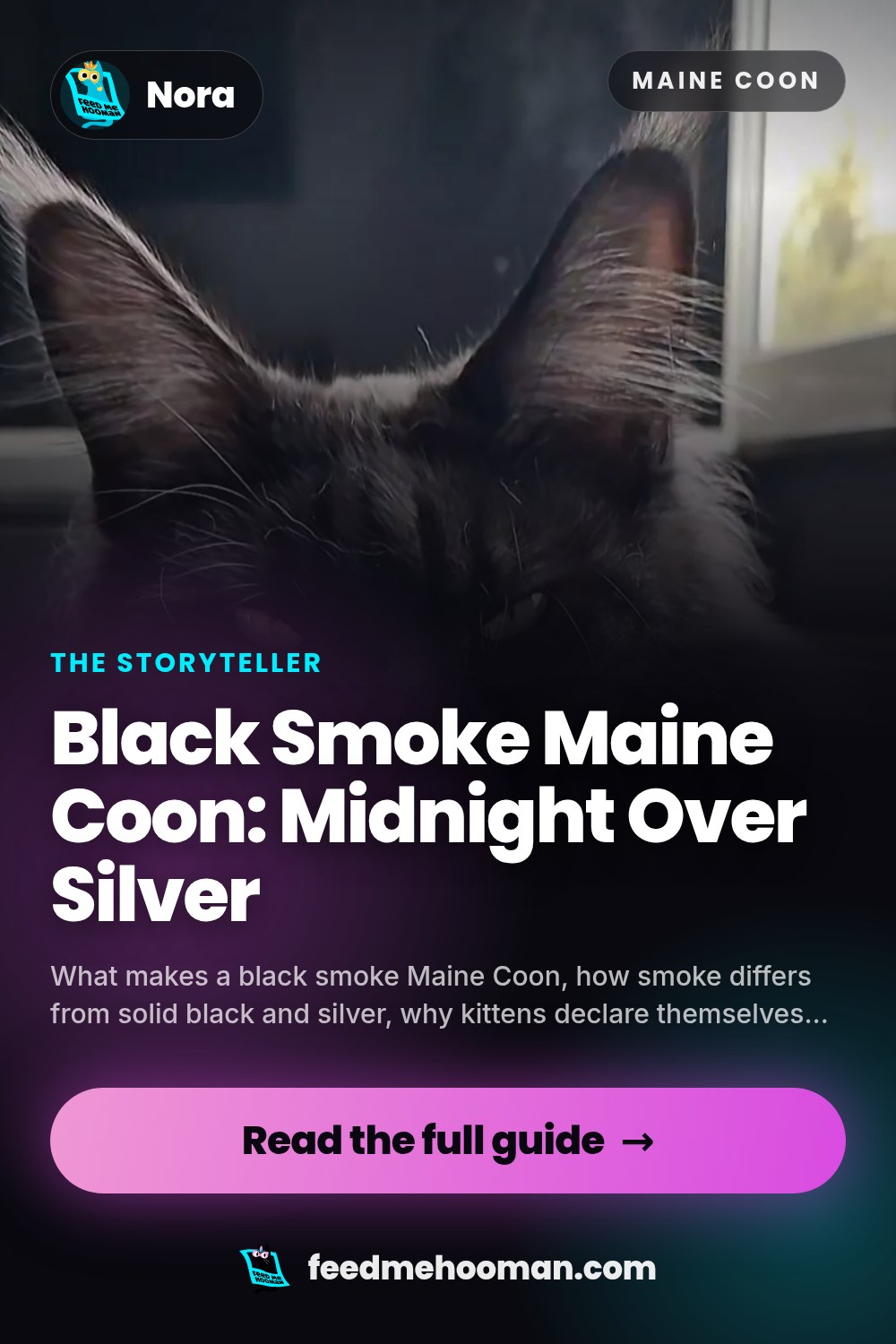 Black Smoke Maine Coon: Midnight Over Silver