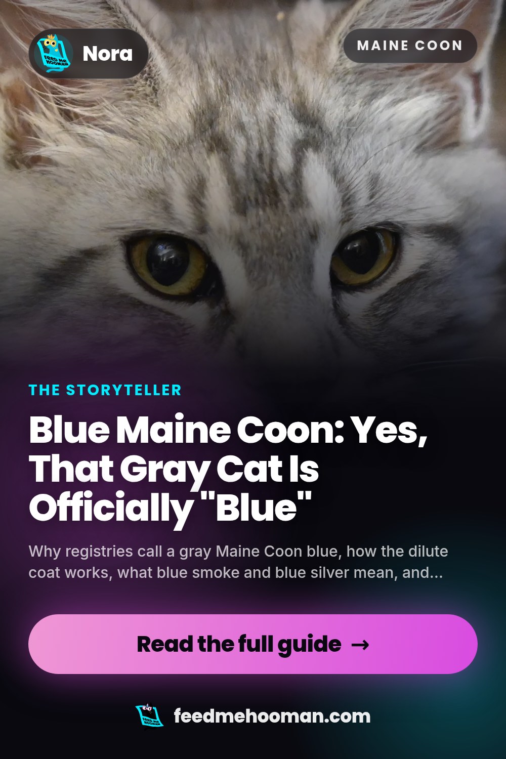 Blue Maine Coon: Yes, That Gray Cat Is Officially "Blue"