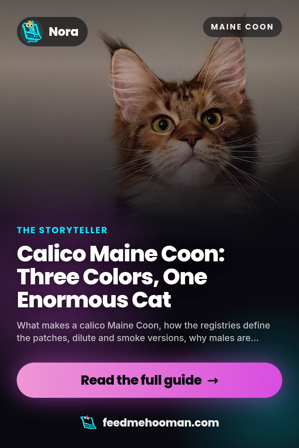 Calico Maine Coon: Three Colors, One Enormous Cat