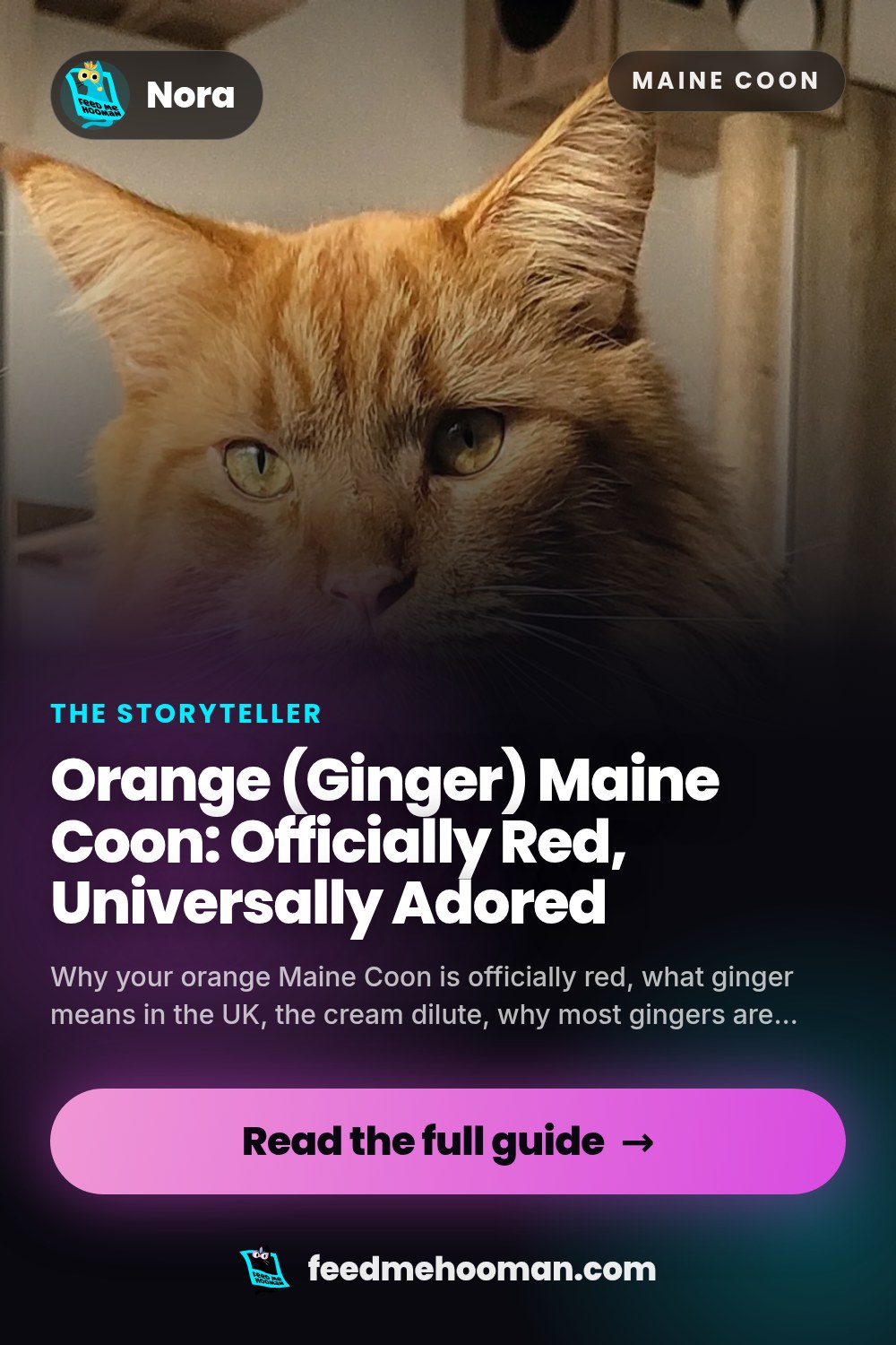 Orange (Ginger) Maine Coon: Officially Red, Universally Adored