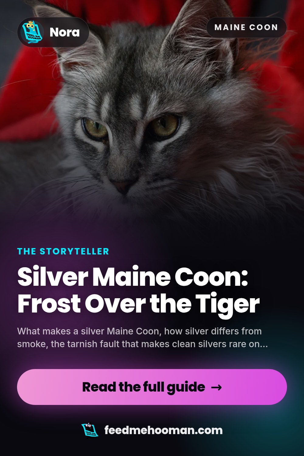Silver Maine Coon: Frost Over the Tiger