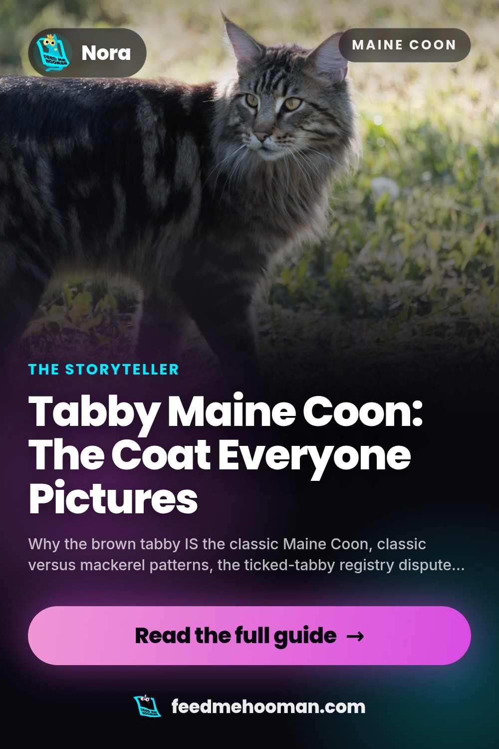 Tabby Maine Coon: The Coat Everyone Pictures