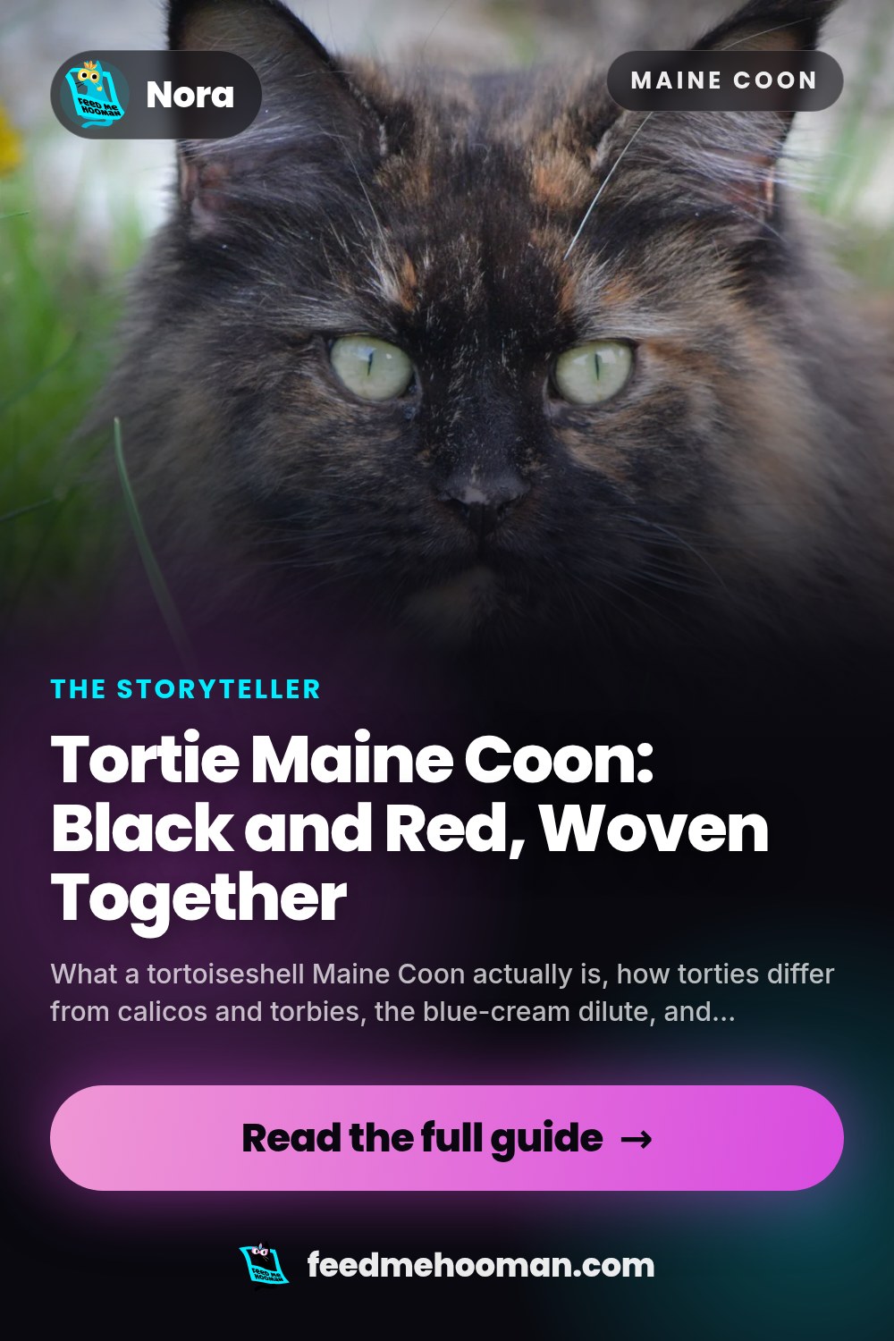 Tortie Maine Coon: Black and Red, Woven Together