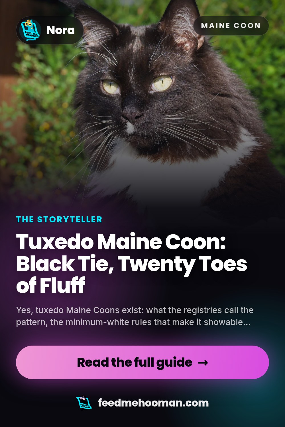 Tuxedo Maine Coon: Black Tie, Twenty Toes of Fluff