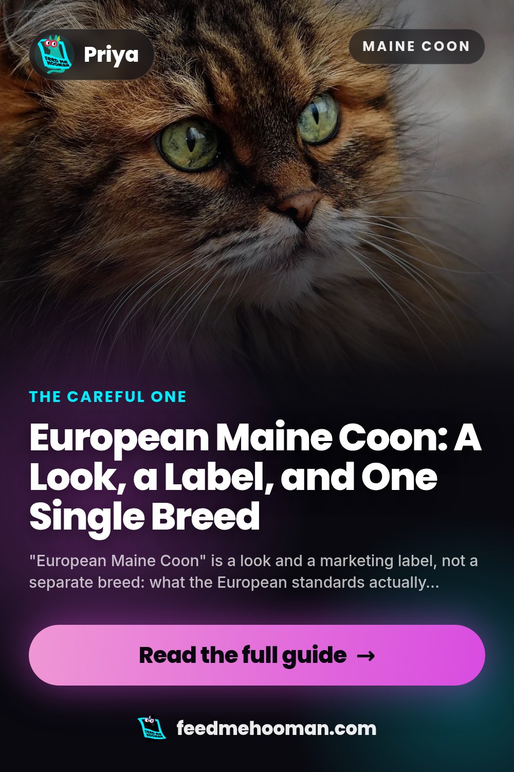 European Maine Coon: A Look, a Label, and One Single Breed