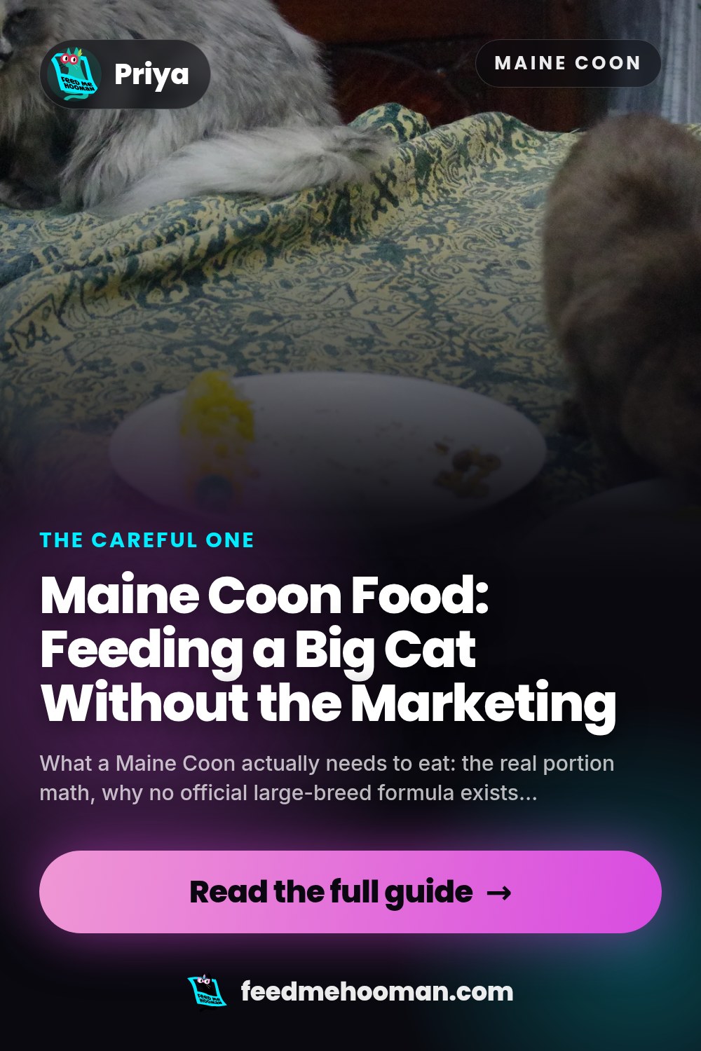Maine Coon Food: Feeding a Big Cat Without the Marketing